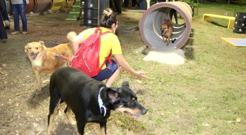 Aplicativo “Meu Pet Amazonas” permite agendar castração e denunciar maus-tratos pelo celular