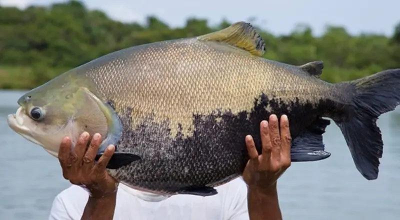 Período de proteção do tambaqui termina no Amazonas e pesca volta a ser permitida em abril