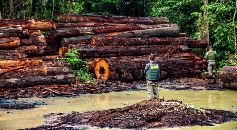 Exploração ilegal de madeira ameaça terras indígenas e amplia desmatamento no Amazonas