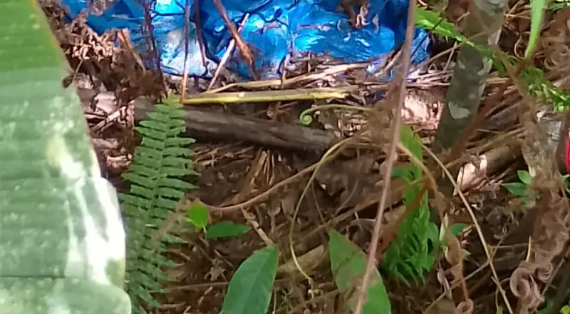 ossada humana é encontrada dentro de sacola em área de mata na AM-010, em Manaus; veja