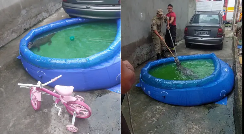 Dona de casa encontra jacaré na piscina das crianças no bairro São José, em Manaus