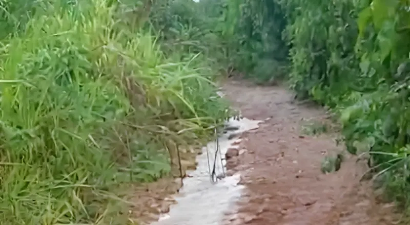 jovem é encontrado morto com mãos e pés amarrados em ramal da AM-070s