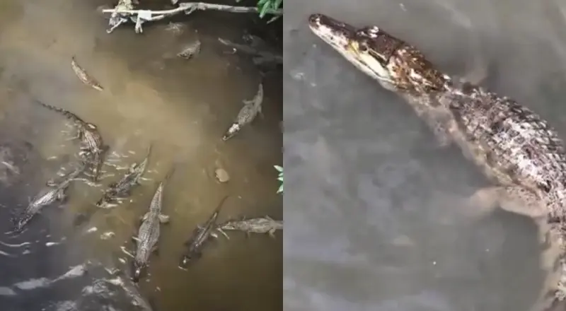 moradores flagram mais de 11 jacarés se refrescando juntos; veja video