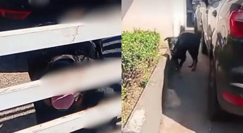 Menino de 4 anos morre após ser atacado por rottweiler do vizinho