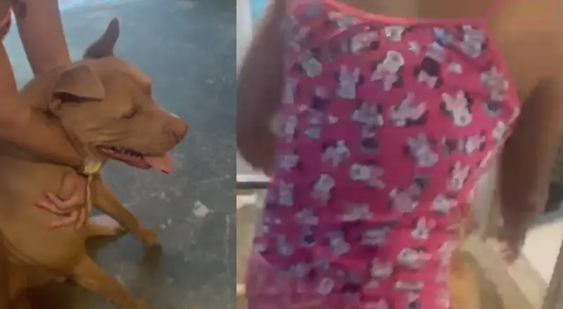 vídeo mostra mãe incentivando ataque brutal de pitbull contra a própria filha