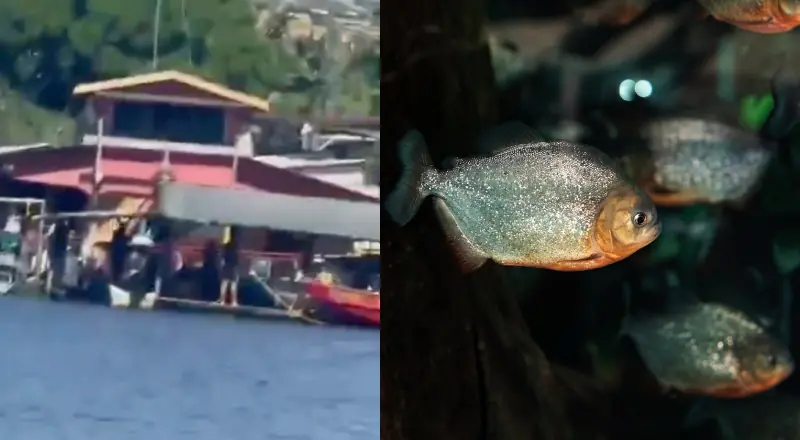 homem morre afogado e tem corpo devorado por piranhas em Iranduba