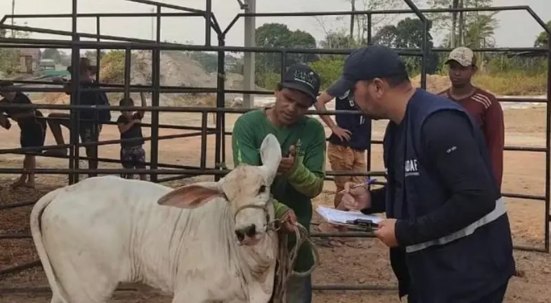 Novo caso de raiva animal é confirmado no Amazonas e acende alerta
