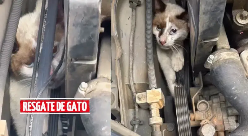 'Bichano' fica preso em motor de carro e é resgatado pelos Bombeiros no bairro Flores, em Manaus