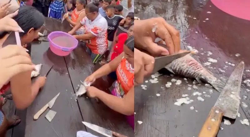 Festival em Borba revela quem é a mulher mais rápida 'ticando' o Jaraqui