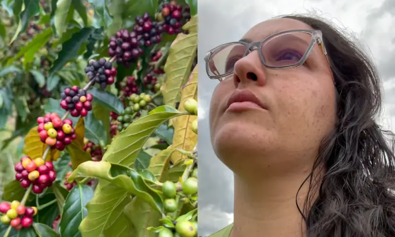 agricultora chora ao mostrar safra de café estragando e cobra energia da Âmbar, no AM