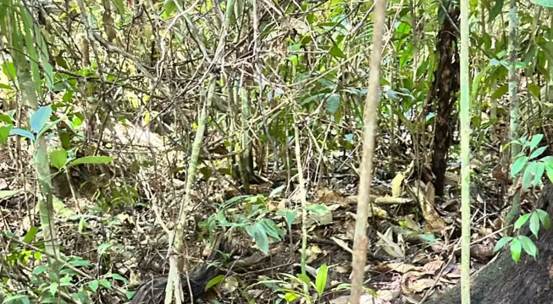corpo é encontrado em área de mata no bairro Tarumã, em Manaus