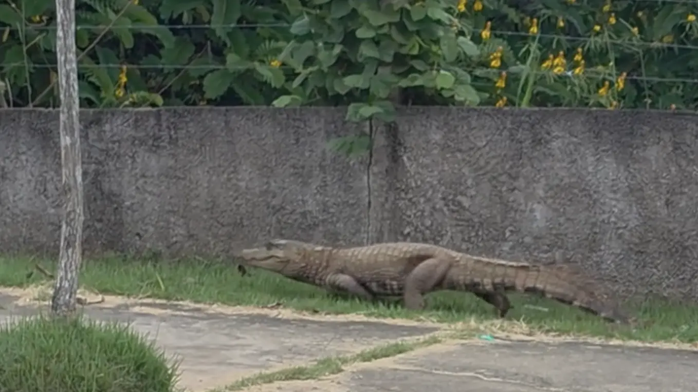 jacaré gigante é visto em área de exercícios e assusta atletas