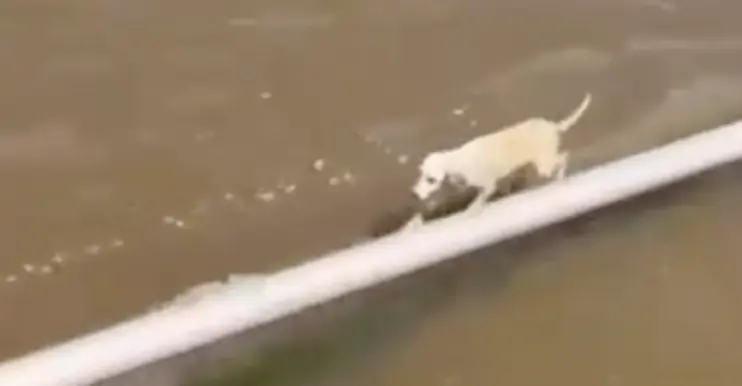 Em meio ao Rio Amazonas, cadela é resgatada por embarcação e emociona passageiros durante viagem