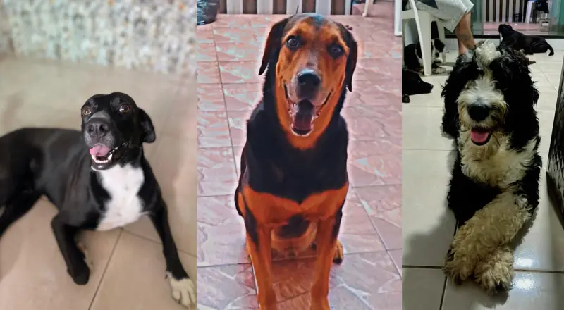 Bandidos envenenam três cachorros da mesma família no bairro Nova Esperança