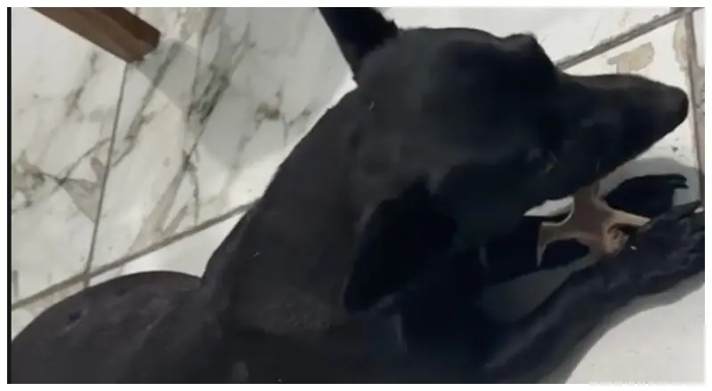 O descaso do terror! Cadelinha grávida morre em petshop de Manaus; veja os prints