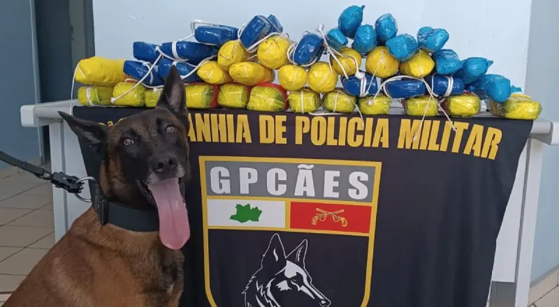 Cão farejador localiza carga de drogas em barco no interior do estado Cão farejador localiza carga de drogas em barco no interior do estado