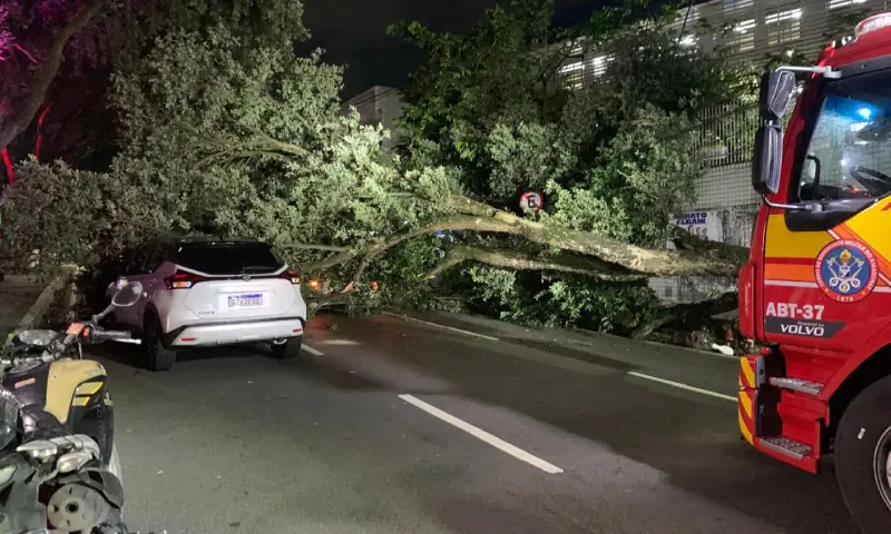 Árvore centenária cai sobre carros na Avenida Getúlio Vargas e mobiliza bombeiros em Manaus