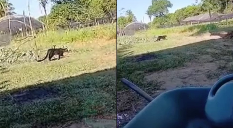 Atenção: onça é avistada próxima às residências em Iranduba; veja vídeo