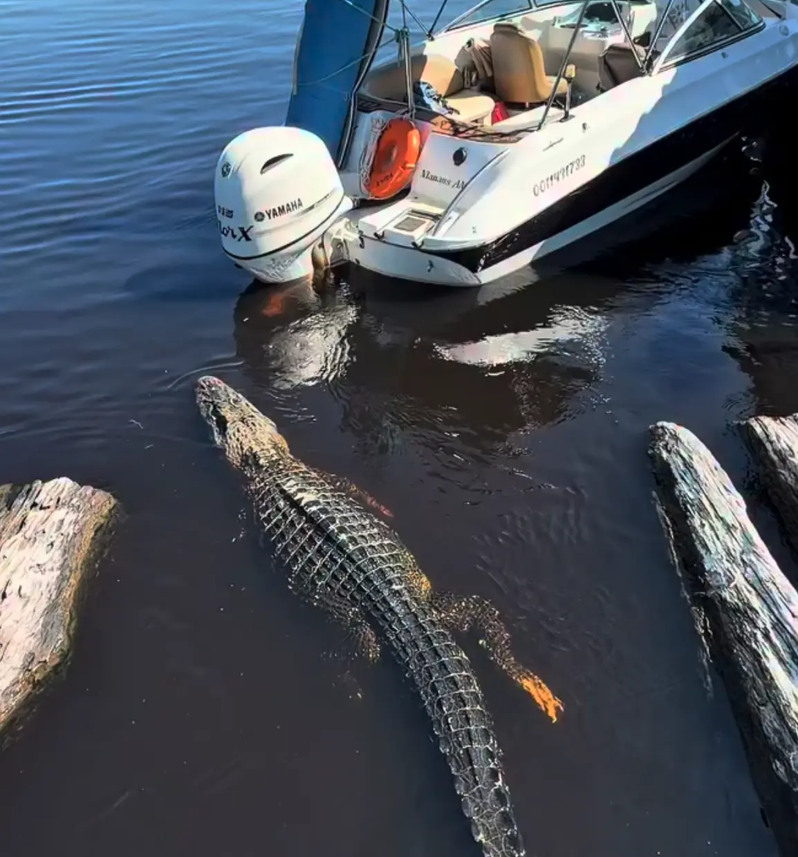 Veja o momento que jacaré aparece de surpresa ao lado de barco com turistas no Amazonas