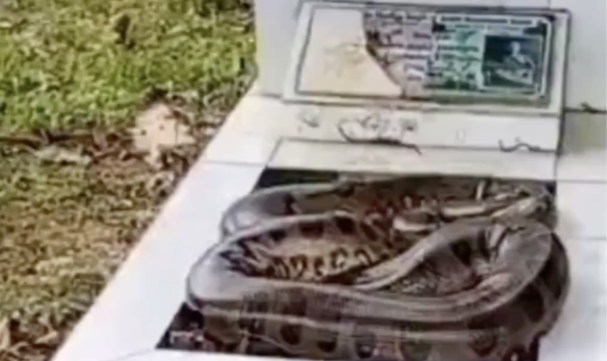 Susto: Sucuri gigante é encontrada em cima de sepultura e assusta visitantes em cemitério de Manaus; veja vídeo