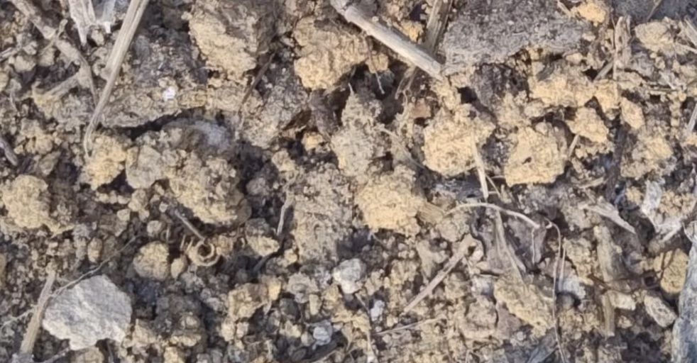 Urgente: fet0 é encontrado em lixão no bairro João Paulo em Manaus; imagens fort1ssimas