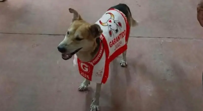 Alerta de fofura: cachorro que invadiu o Bumbódromo no Festival de Parintins é adotado e ganha nome inusitado