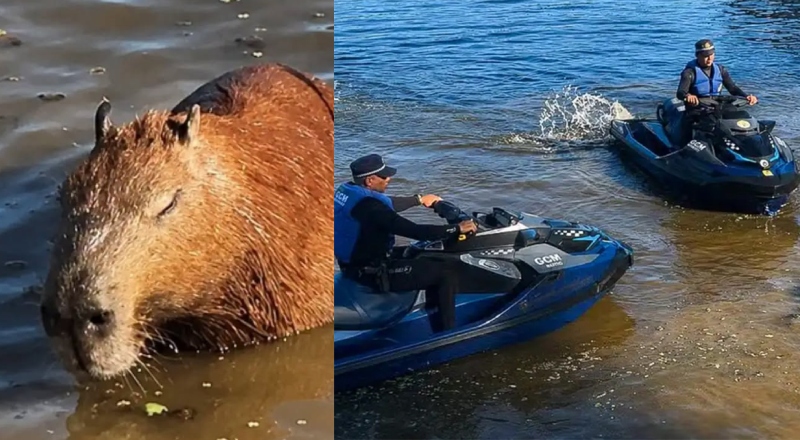 Capivara atingida por flecha morre após ser resgatada em represa; veja vídeo
