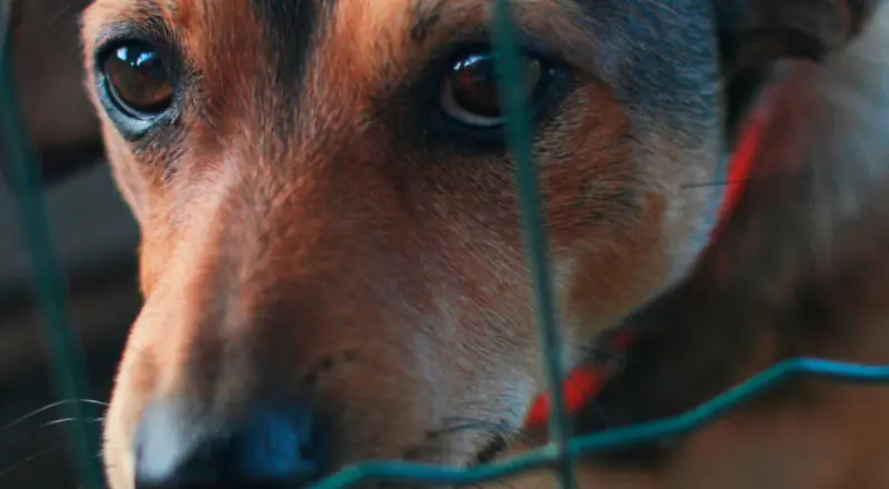 Revoltante : câmeras registram homem abus4ndo de cachorro em Manaus, suspeito  é preso