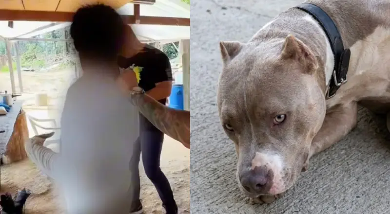 Homem que abusou de cachorro em Presidente Figueiredo é preso