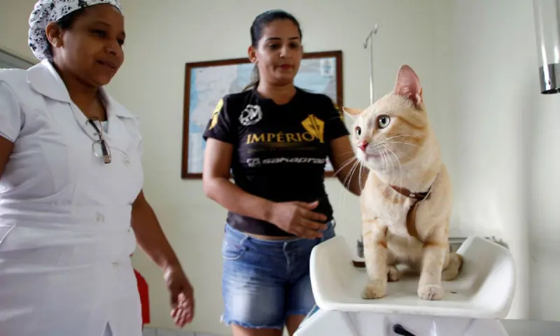 Serviço de castração da Prefeitura de Manaus abre vagas para agendamento na quarta-feira, 15/7