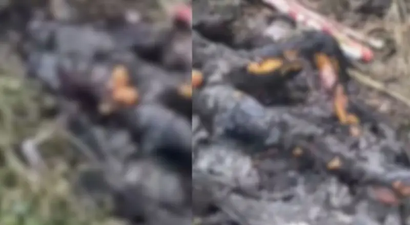 Mistério: corpo carbonizado é encontrado em área de mata e polícia investiga crime brutal