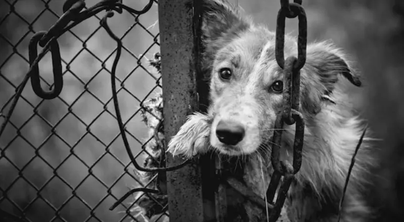 Crueldade: homem é preso após arremessar cachorro de escada em Manaus , veja vídeo