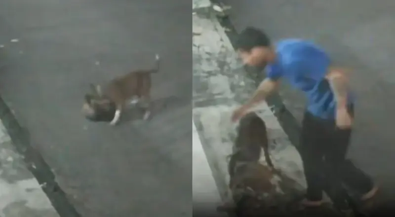 Tutor de pitbull é alvo de críticas após at4que que terminou com gato m0rto em Manaus