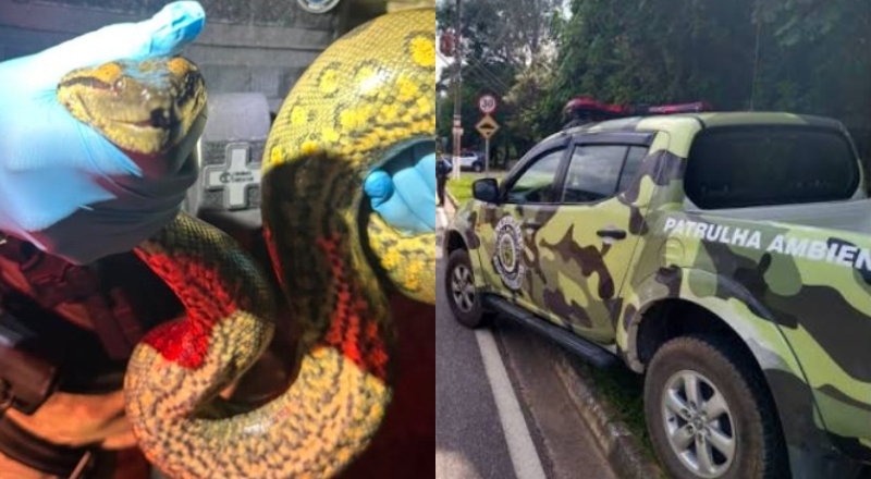 Sucuri é resgatada ao tentar atravessar avenida no bairro Dom Pedro, em Manaus