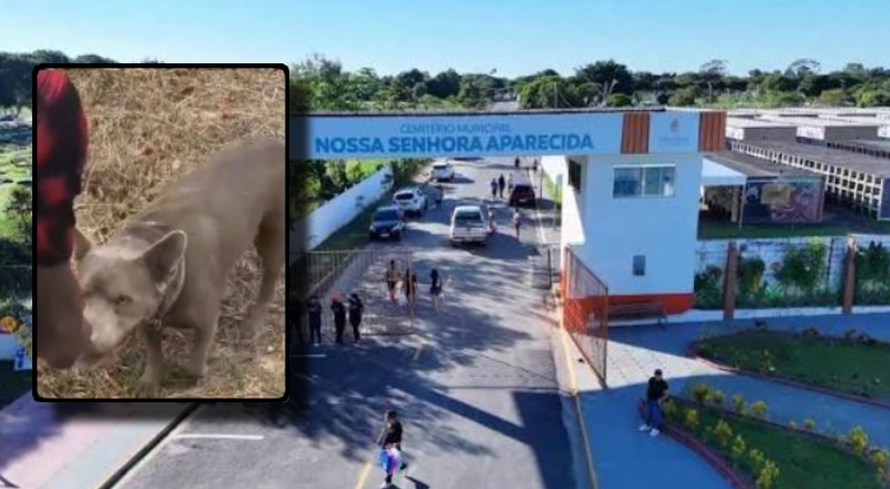 Quanta crueldade! Cachorro é abandonado sob o sol dentro do Cemitério do Tarumã, em Manaus; veja vídeo