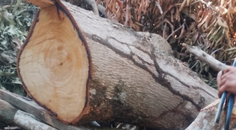 O pior aconteceu! Na zona leste, idoso precisa de atendimento emergencial após incidente com árvore