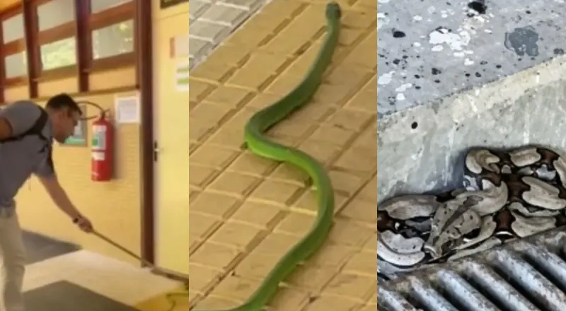 Mais um dia comum na UFAM: Duas cobras são encontradas dentro da universidade e viram atração para os alunos