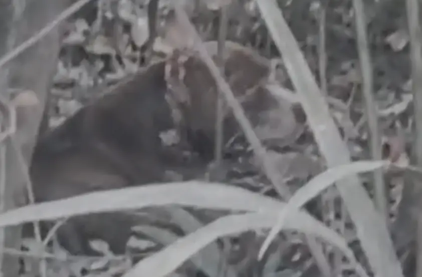Olhar de tristeza: pitbull desnutrido e cheio de ferimentos é salvo após ser abandonado em estrada de Maués