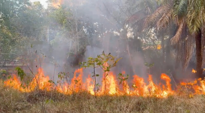 Incêndio atinge área de mata no bairro Adrianópolis; veja vídeo