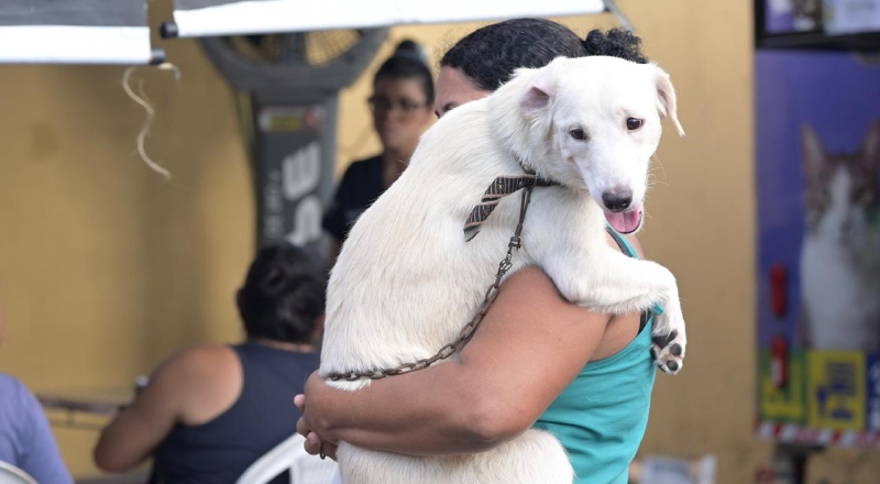 Manaus abre agendamento para castração gratuita de cães e gatos na zona norte da capital