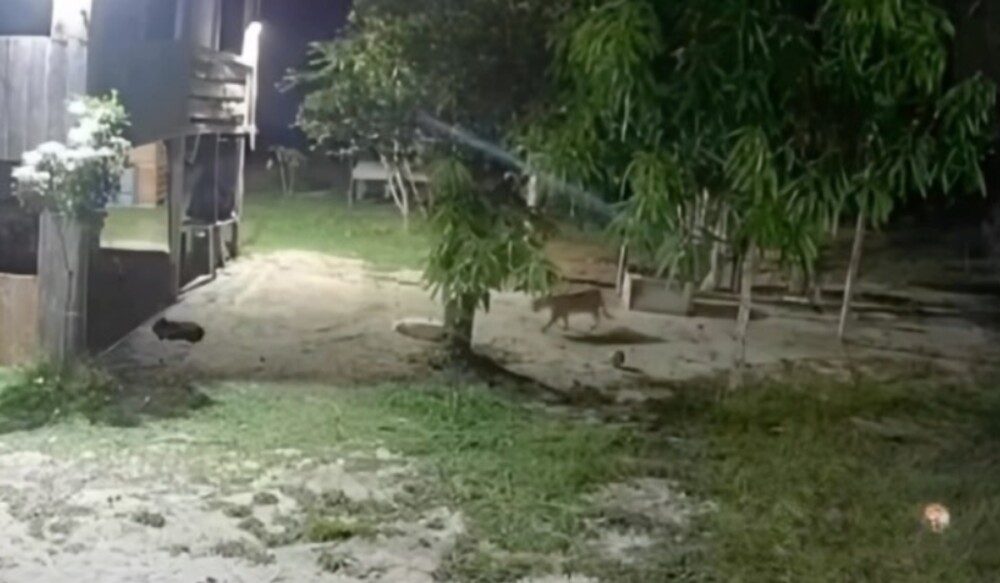Veja momento que onça invade sítio e tenta atacar cachorro em Rio Preto da Eva