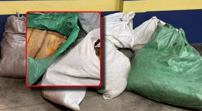 Pirarucu “sem dono”: mais de meia tonelada é apreendida em feira de Manaus