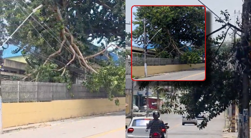Perigo na rua: árvore cai sobre fiação e assusta moradores em Manaus; veja vídeo