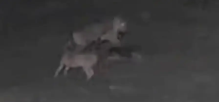 Tudo filmado: Onça invade propriedade e m4ta cachorros no interior do Amazonas