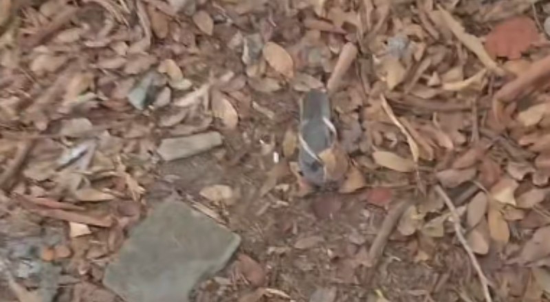 Mulher é encontrada morta com sinais de violência em área de mata no Parque Mosaico, em Manaus