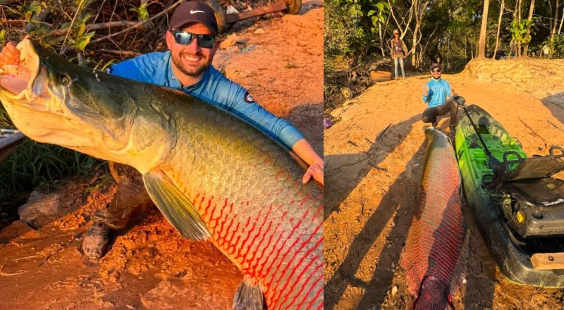 “Olha o tamanho do bichão”: pescador captura pirarucu de quase 3 metros na Amazônia; veja vídeo