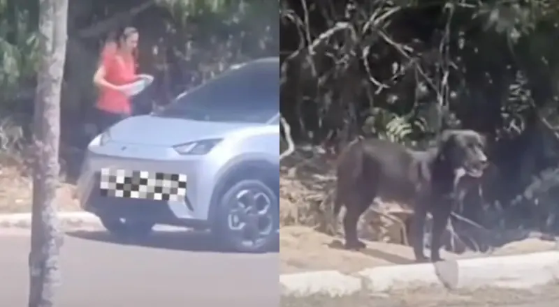 De cortar o coração: Mulher é flagrada abandonando cachorro em estrada na Ponta Negra