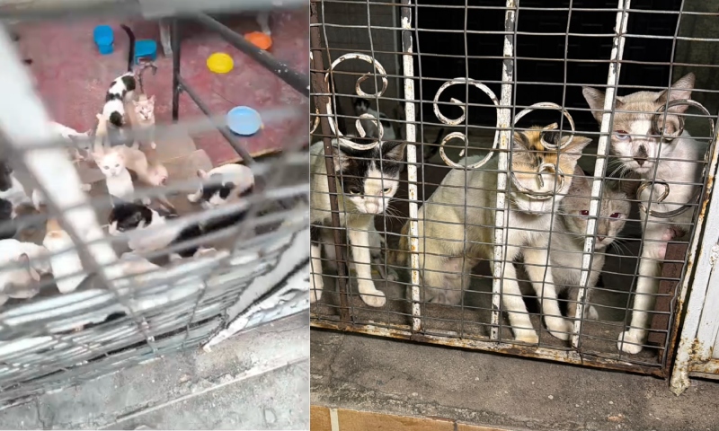 Cerca de 30 gatos ficam abandonados em casa onde ocorreu chacina no São Jorge; veja vídeo