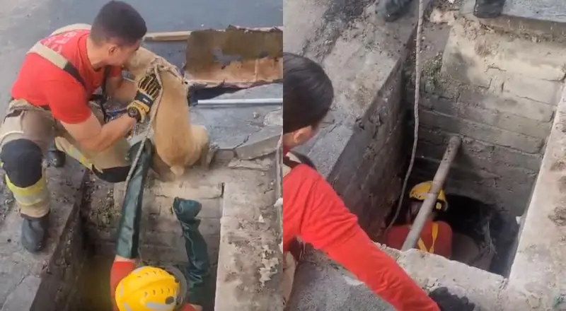 Final feliz: Cachorro caramelo é resgatado com vida após quase três dias preso em bueiro