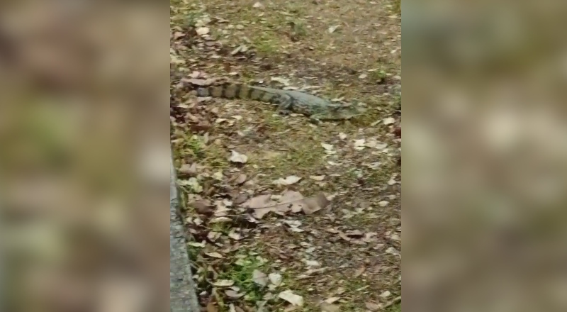 ‘Só dando uma volta’: Filhote de jacaré é flagrado se camuflando entre folhas na Bola do Mindu ; veja vídeo